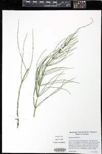 Equisetum palustre image