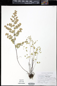 Adiantum jordanii image