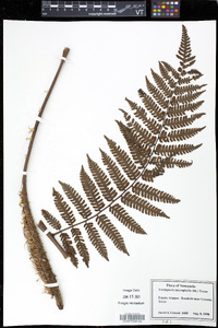 Cyathea squamata image