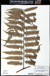 Cyathea kalbreyeri image