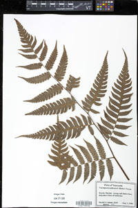 Cyathea kalbreyeri image