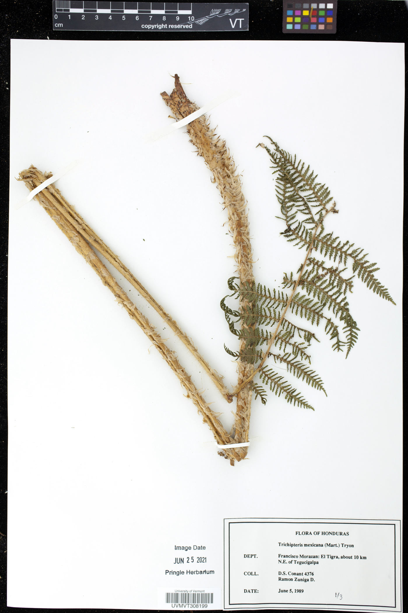 Cyathea godmanii image