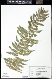 Cyathea godmanii image