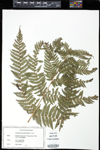 Cyathea godmanii image