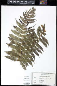 Cyathea godmanii image