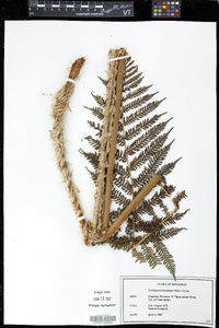 Cyathea godmanii image