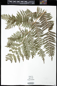 Cyathea godmanii image