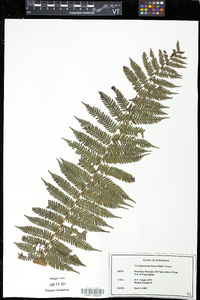 Cyathea godmanii image