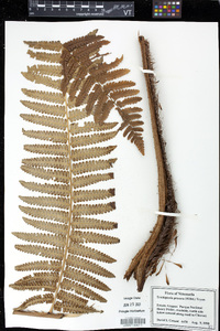 Trichipteris procera image