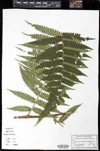 Trichipteris procera image