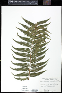 Trichipteris procera image