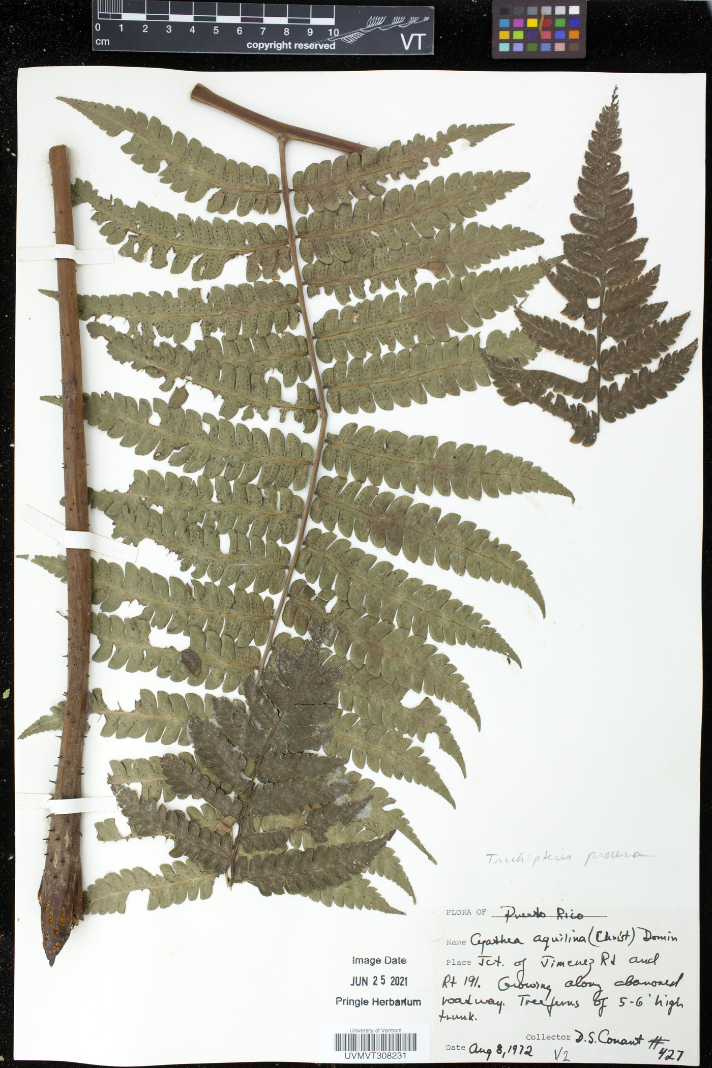 Cyathea aquilina image