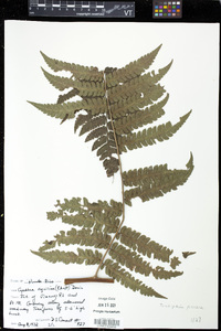 Cyathea aquilina image