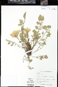 Oenothera acaulis image