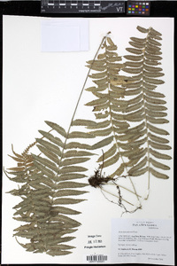 Asplenium tenerum image