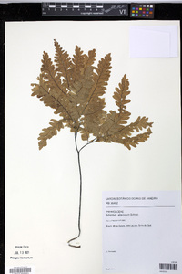 Adiantum abscissum image