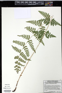 Dryopteris × boottii image