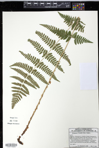 Dryopteris × boottii image