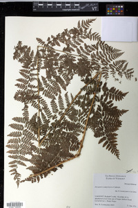 Dryopteris campyloptera image