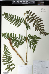 Dryopteris campyloptera image
