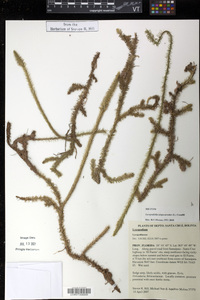 Lycopodiella alopecuroides image