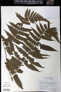 Diplazium harpeodes image