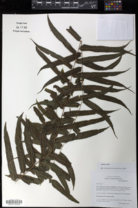 Nephrolepis biserrata image