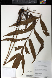 Tectaria repanda image