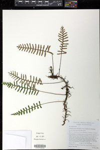 Pleopeltis polypodioides image