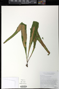 Pleopeltis marginata image