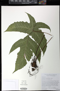 Tectaria heracleifolia image