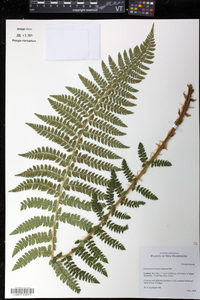 Polystichum braunii image