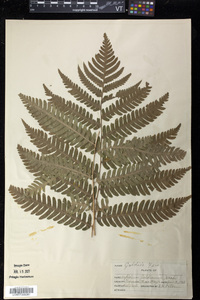 Dryopteris goldieana image