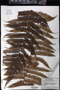 Cyathea poeppigii image