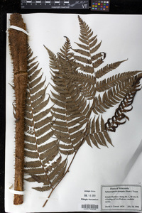 Cyathea poeppigii image