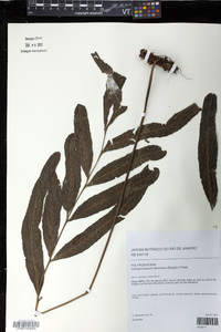 Campyloneurum decurrens image