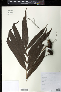 Campyloneurum decurrens image