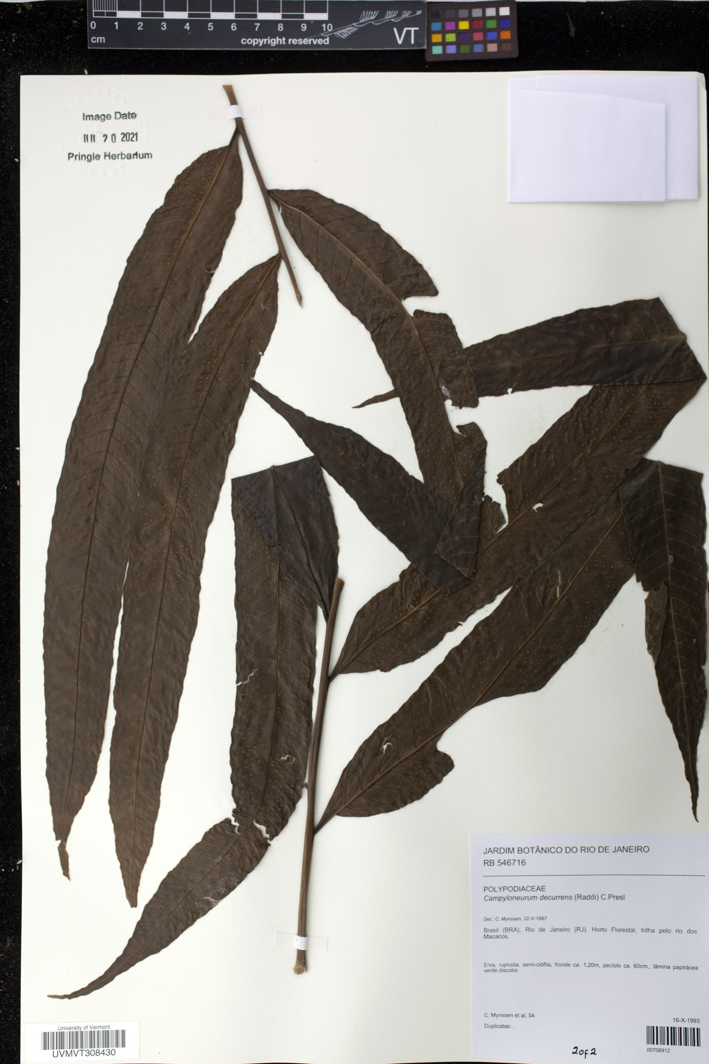 Campyloneurum decurrens image