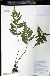 Asplenium abscissum image