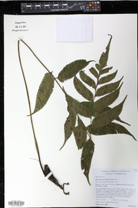 Diplazium grandifolium image