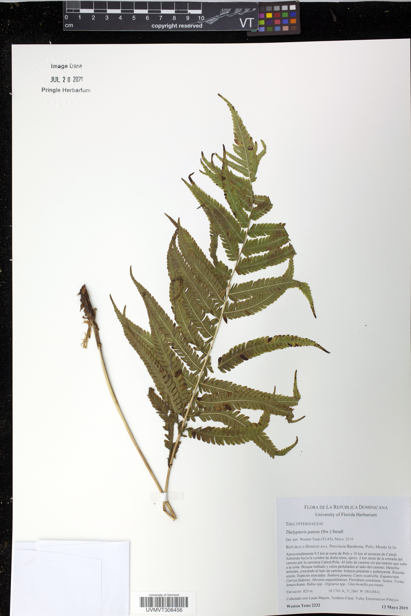 Thelypteris patens image