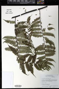 Gymnosphaera hornei image