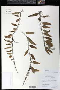 Lemmaphyllum accedens image