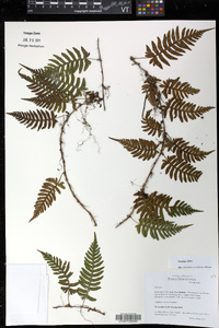 Image of Davallia sessilifolia