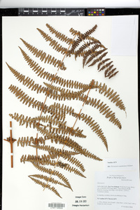 Histiopteris squamulata image