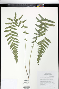 Goniopteris sclerophylla image