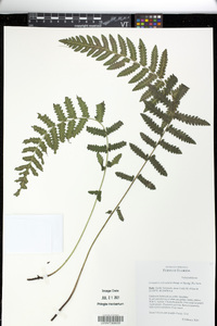 Goniopteris sclerophylla image