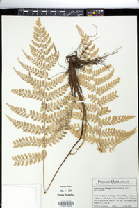 Polystichum lilianae image