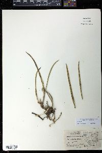 Brassavola nodosa image