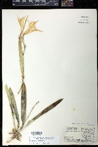 Brassavola grandiflora image